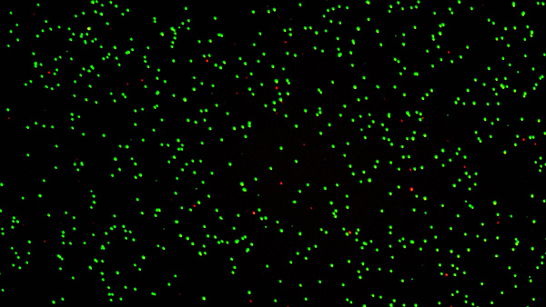 免疫细胞2.3×10E6浓度的实拍图
